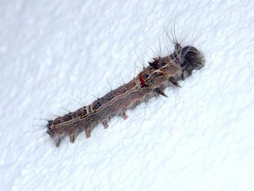 Metanastria hyrtaca